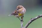 Yellow-rumped warbler in winter plumage, Kentucky Art Print